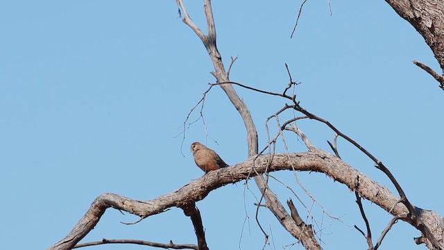 Папужка рожевогрудий - ML645879150