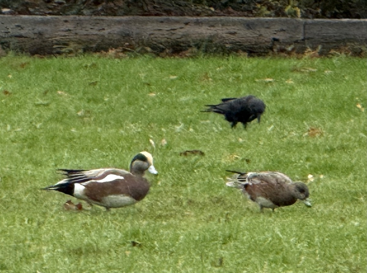 American Wigeon - ML645879155