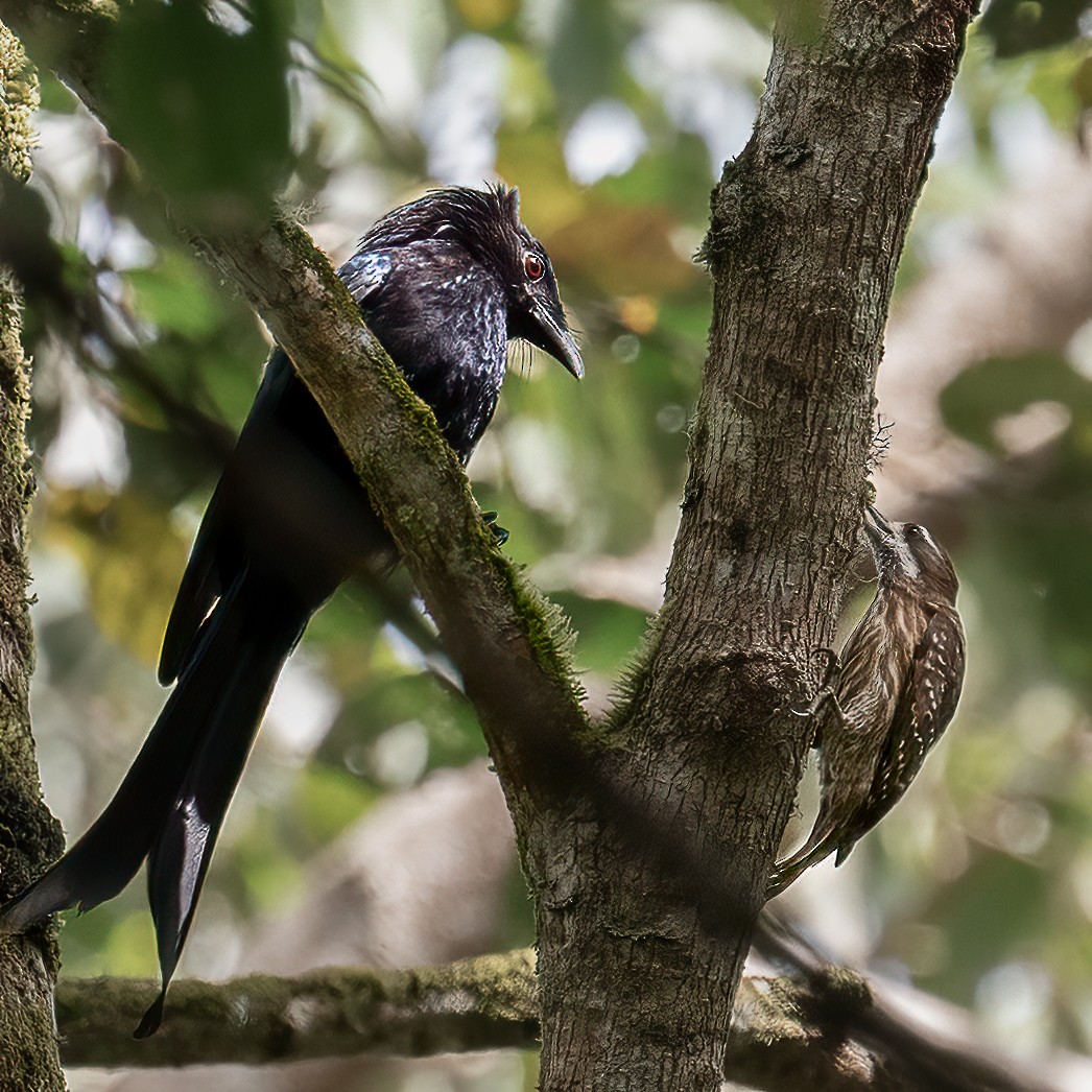 strakapoud celebeský - ML645879162