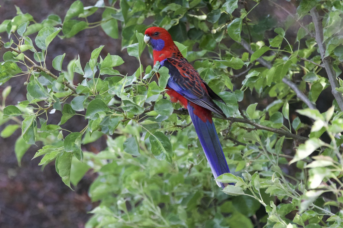 Crimson Rosella - ML645879167