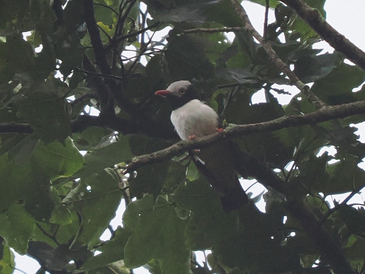 Red-billed Helmetshrike - ML645879172