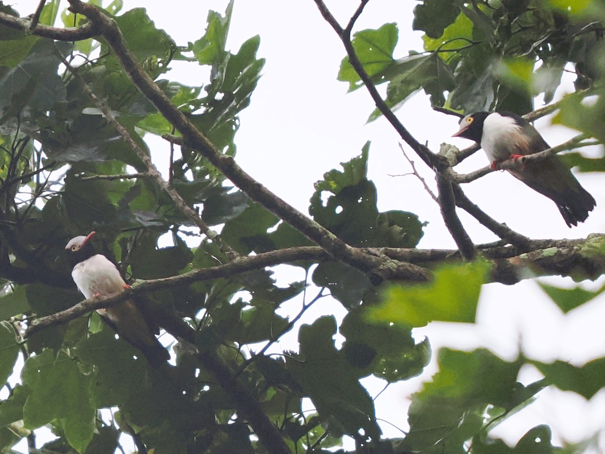 Red-billed Helmetshrike - ML645879173