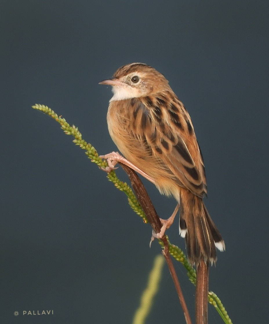 Золотистая цистикола - ML645879185