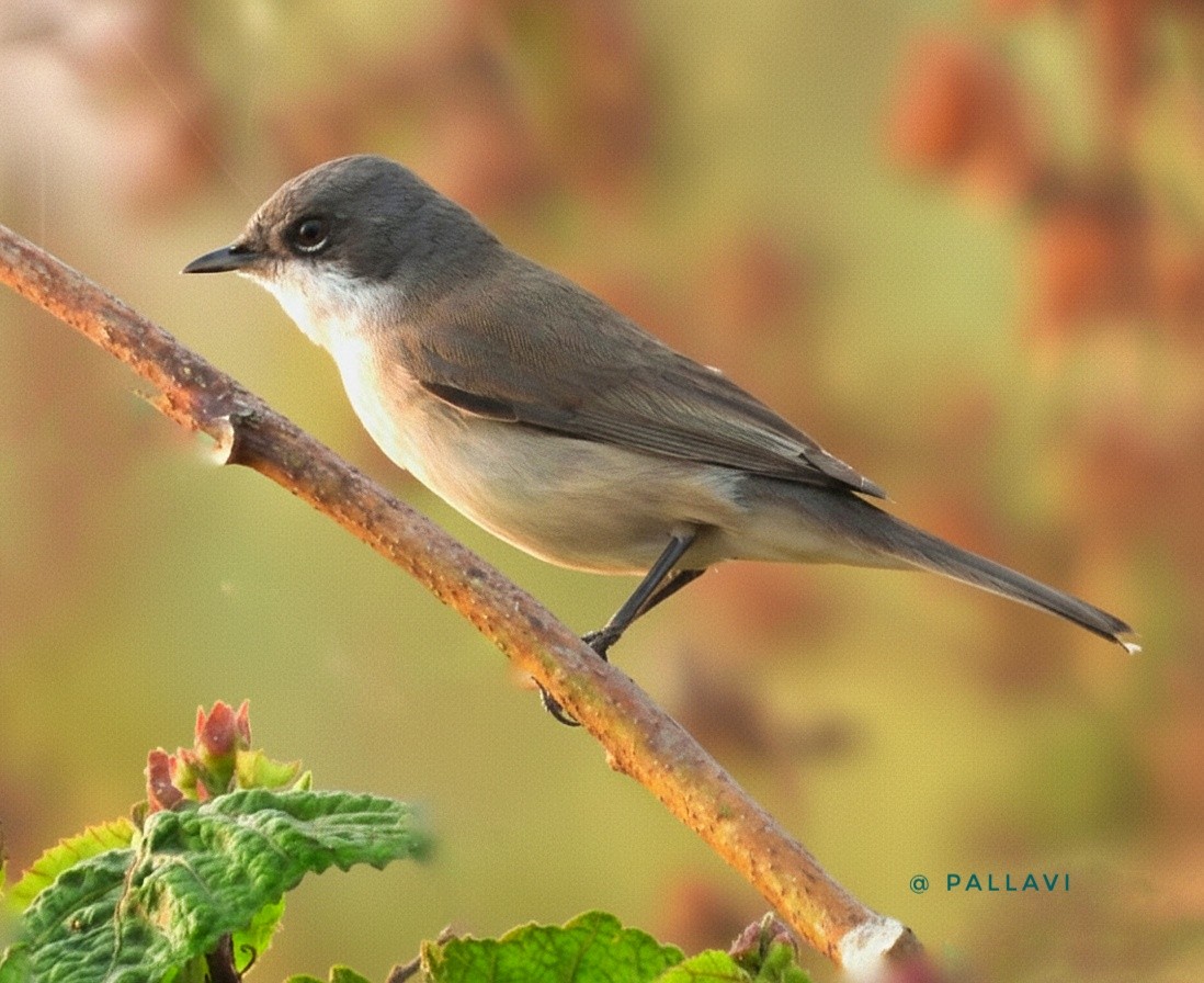 Славка-завирушка - ML645879193