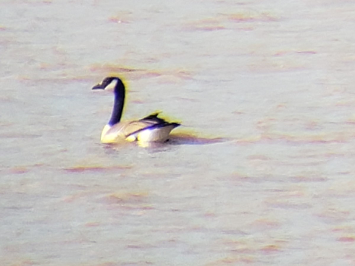 Barnacla Canadiense Grande - ML645879194