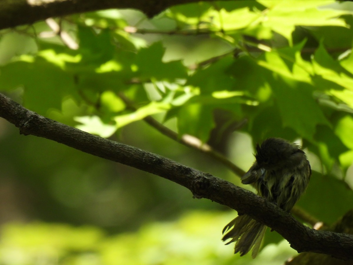 Acadian Flycatcher - ML645879197