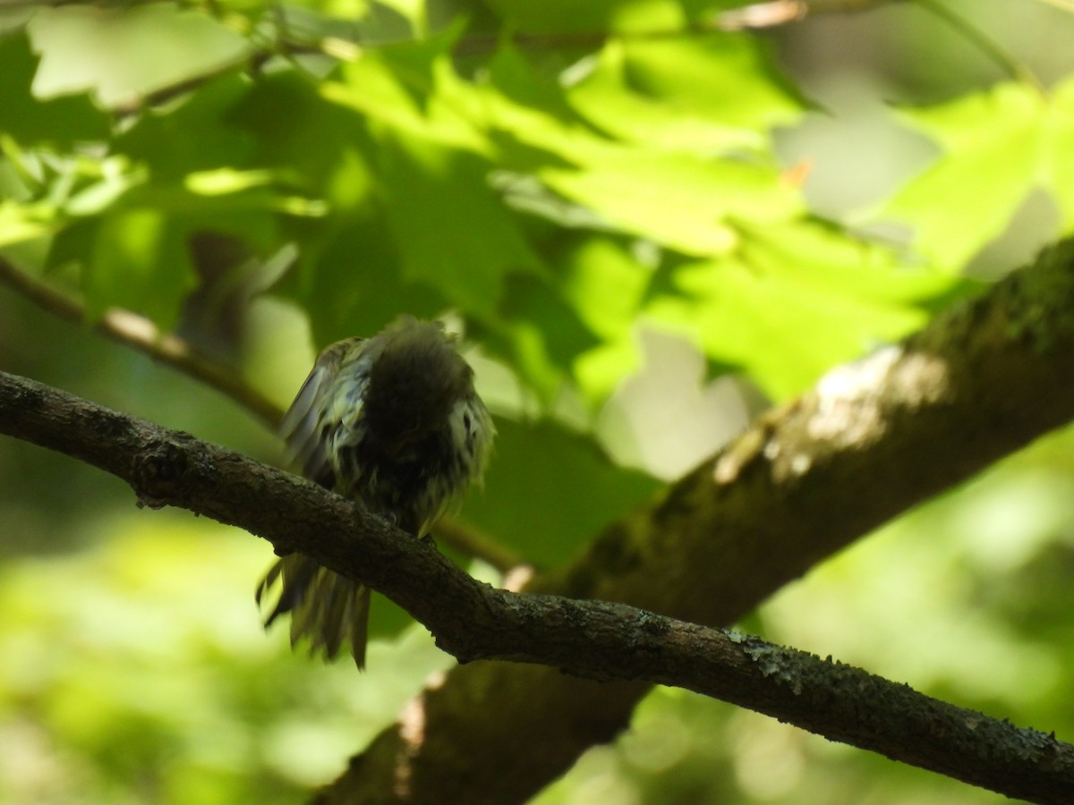 Acadian Flycatcher - ML645879198