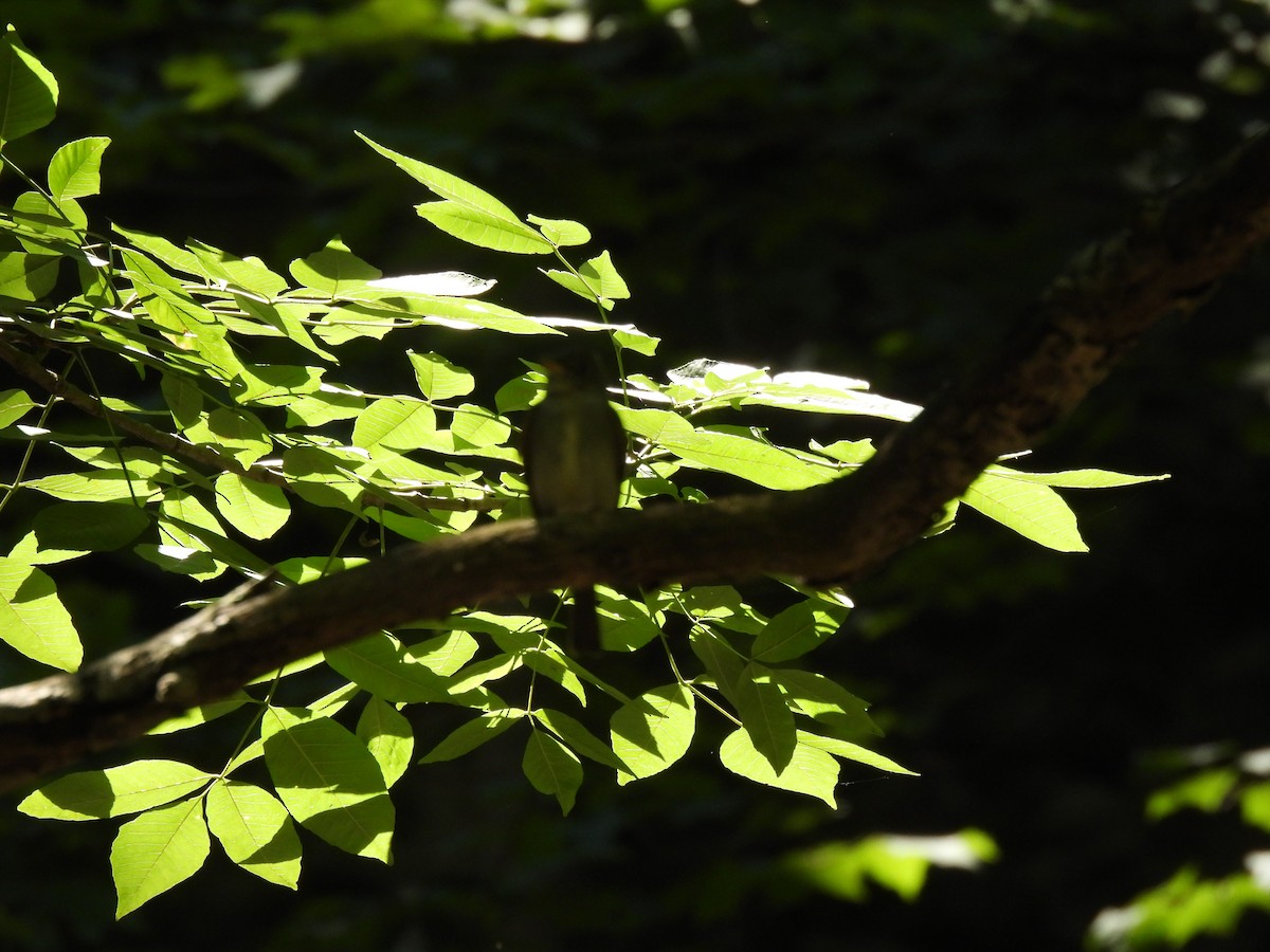 Acadian Flycatcher - ML645879199