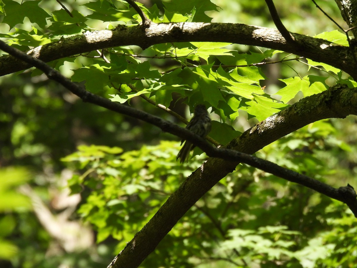 Acadian Flycatcher - ML645879200