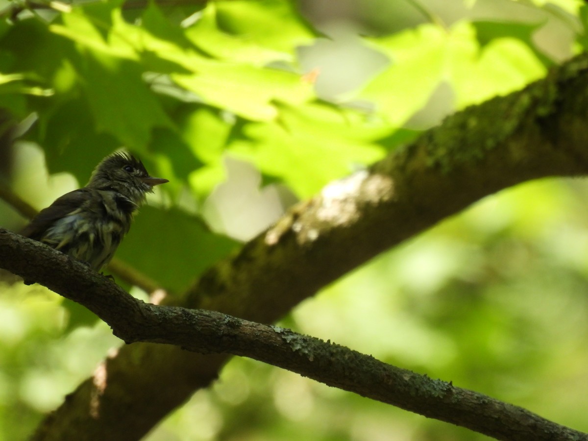 Acadian Flycatcher - ML645879201