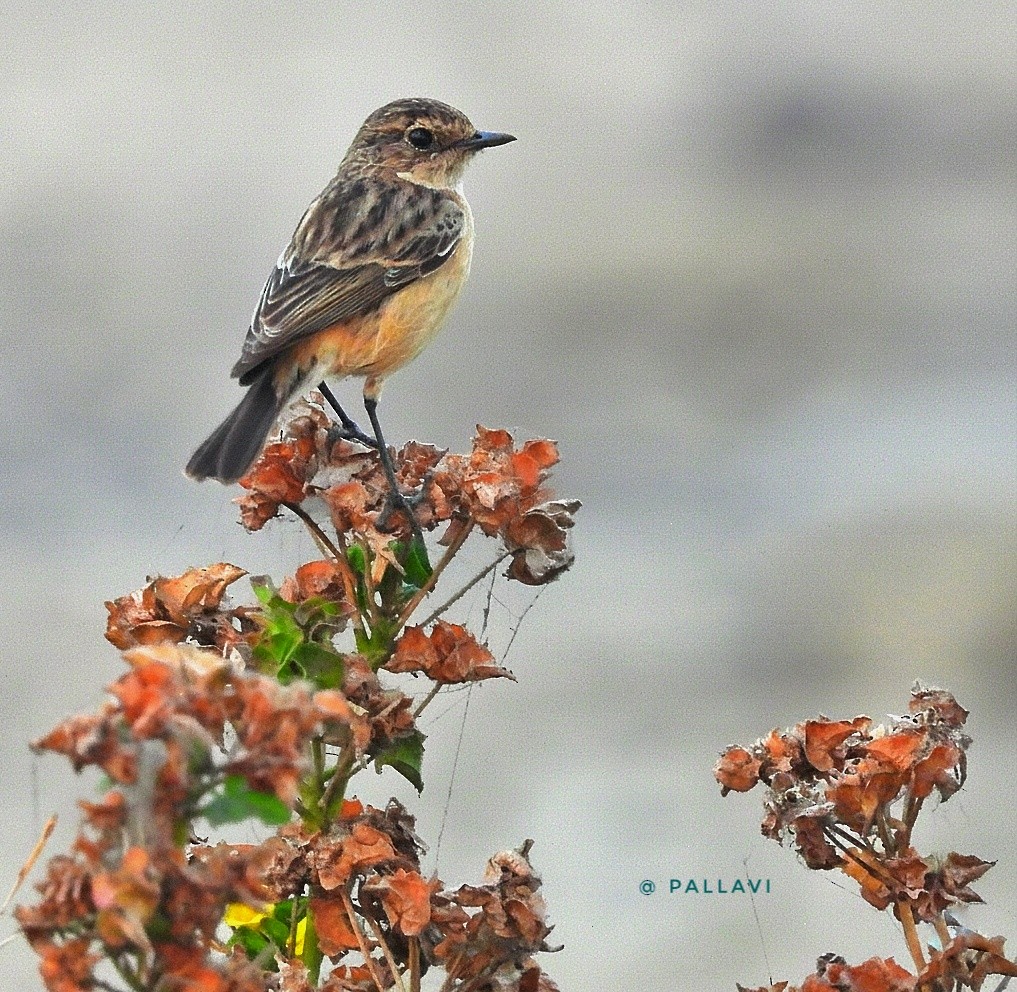 bramborníček sibiřský - ML645879207