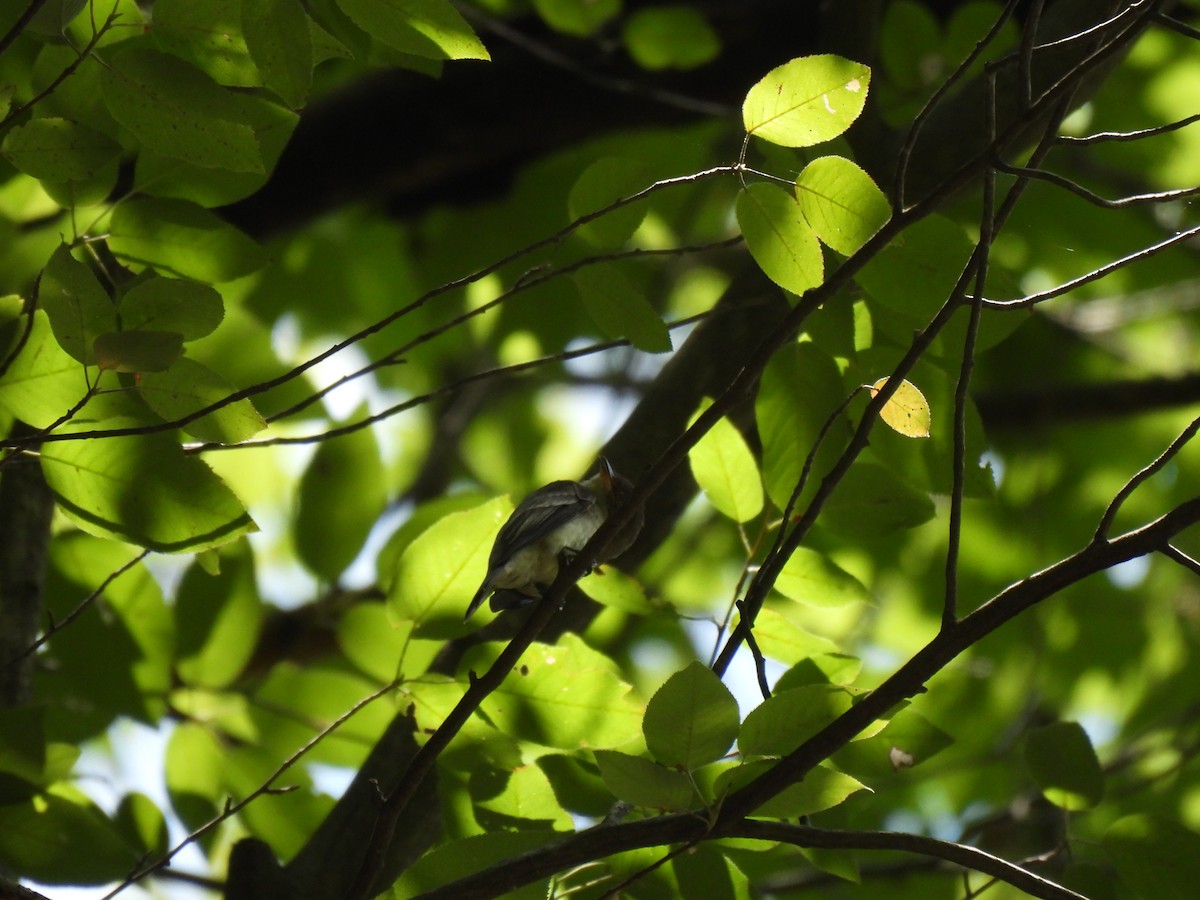Eastern Wood-Pewee - ML645879210