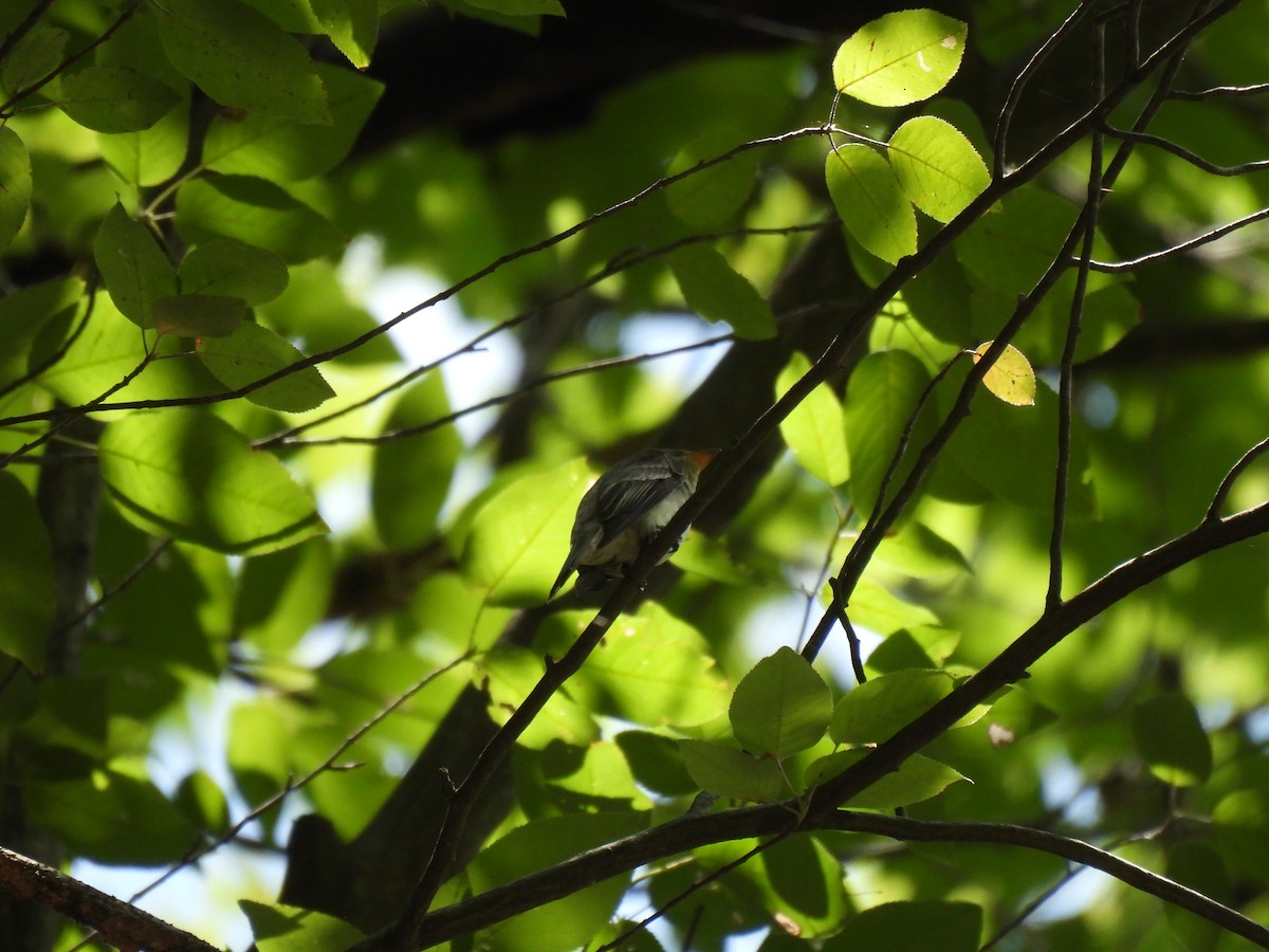 Eastern Wood-Pewee - ML645879211