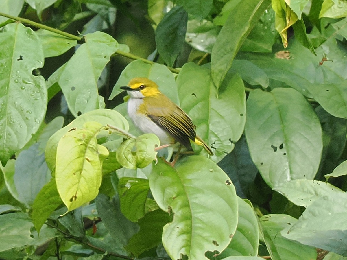 Yellow-browed Camaroptera - ML645879216