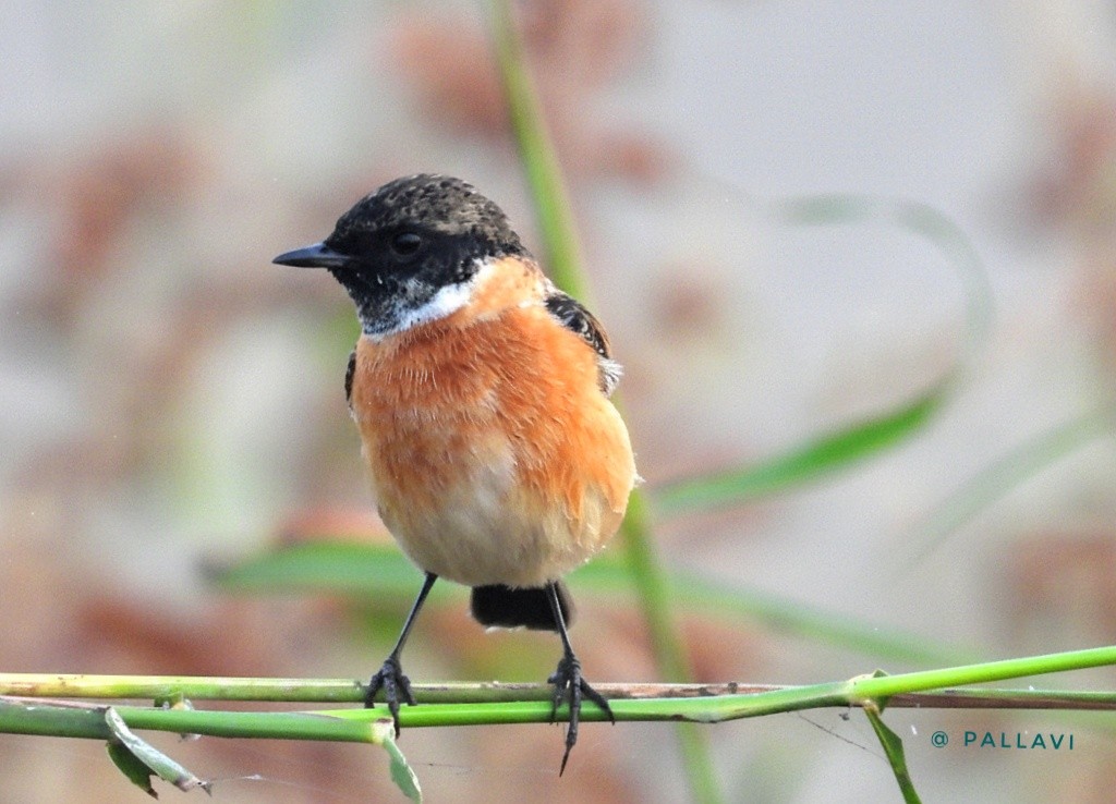 bramborníček sibiřský - ML645879221