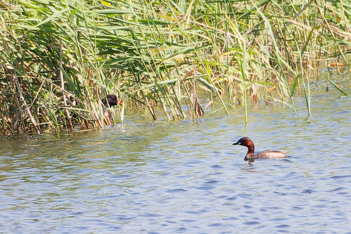 Little Grebe - ML645879228