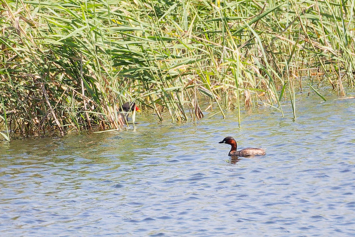 Little Grebe - ML645879229