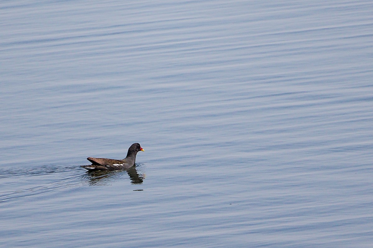Eurasian Moorhen - ML645879231