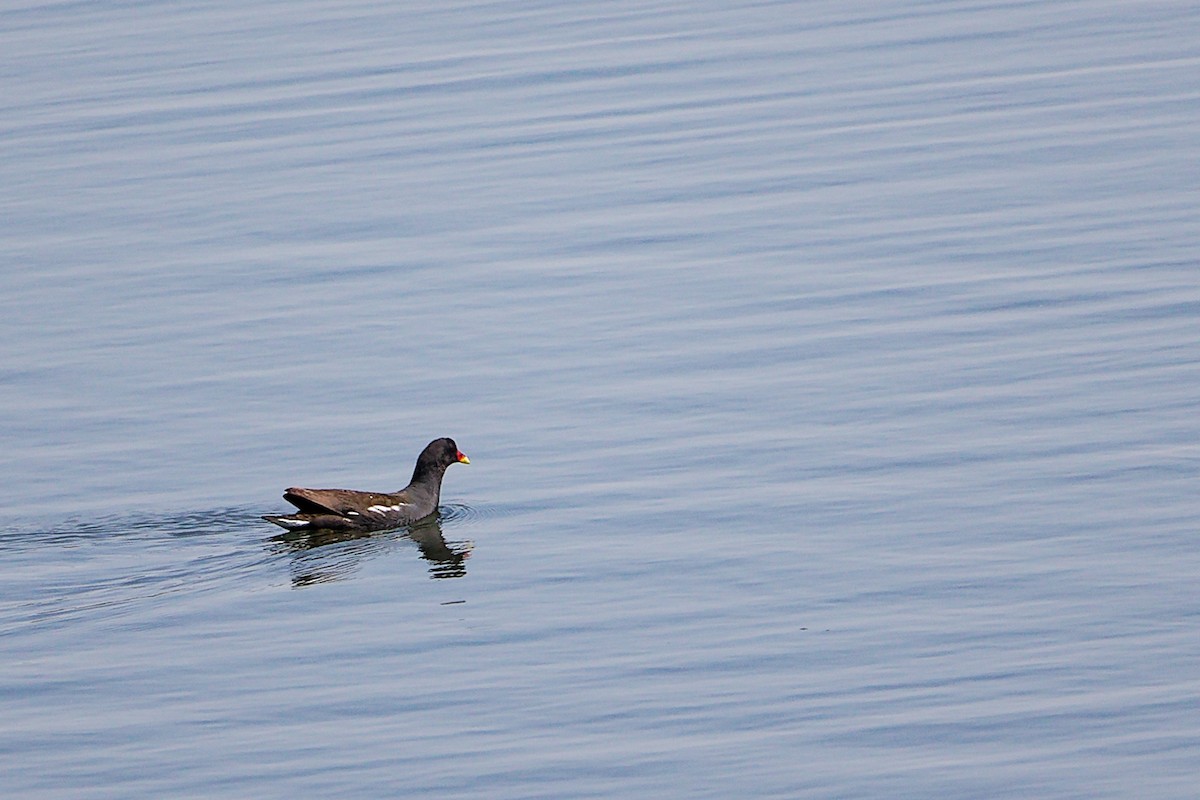 Eurasian Moorhen - ML645879232