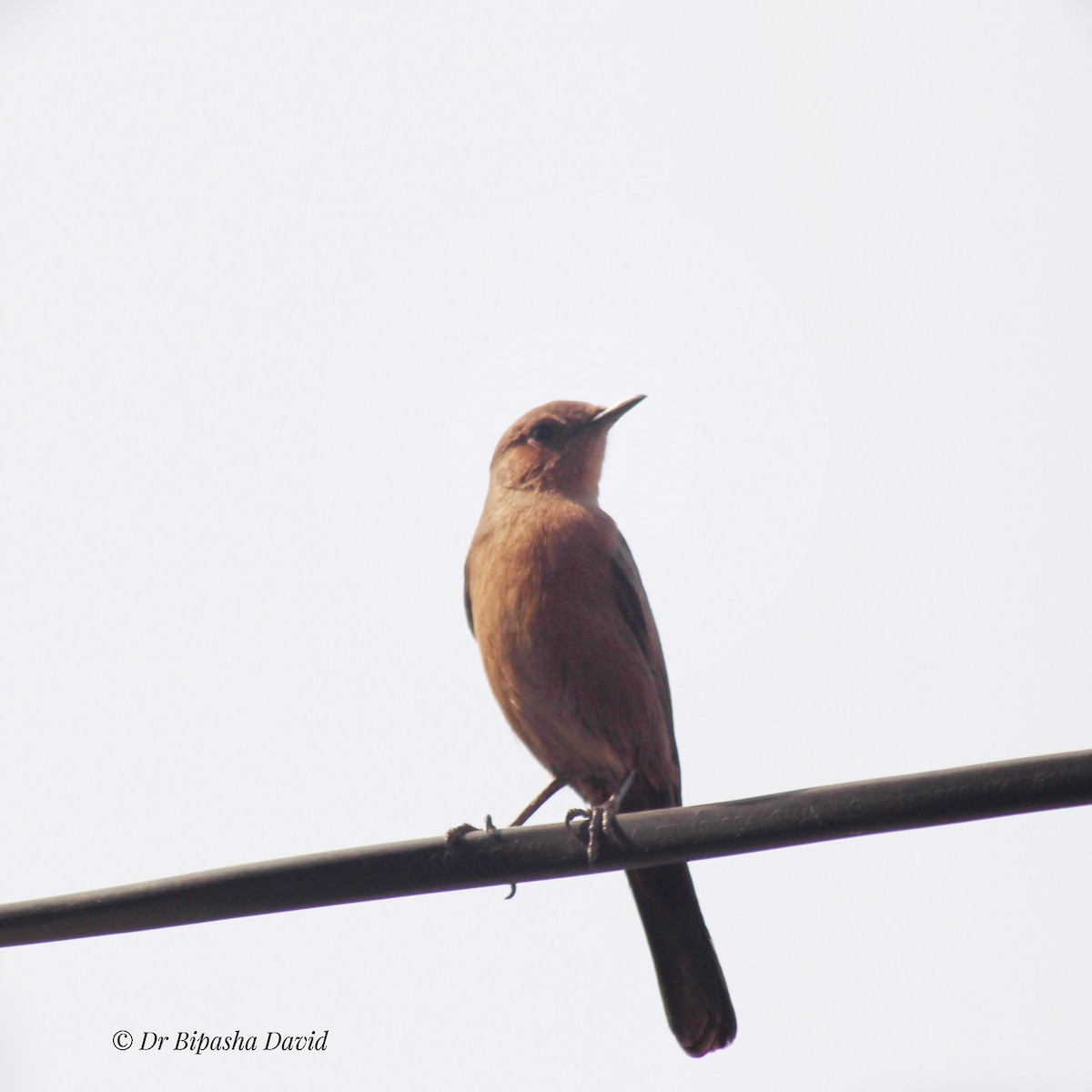 Brown Rock Chat - ML645879233