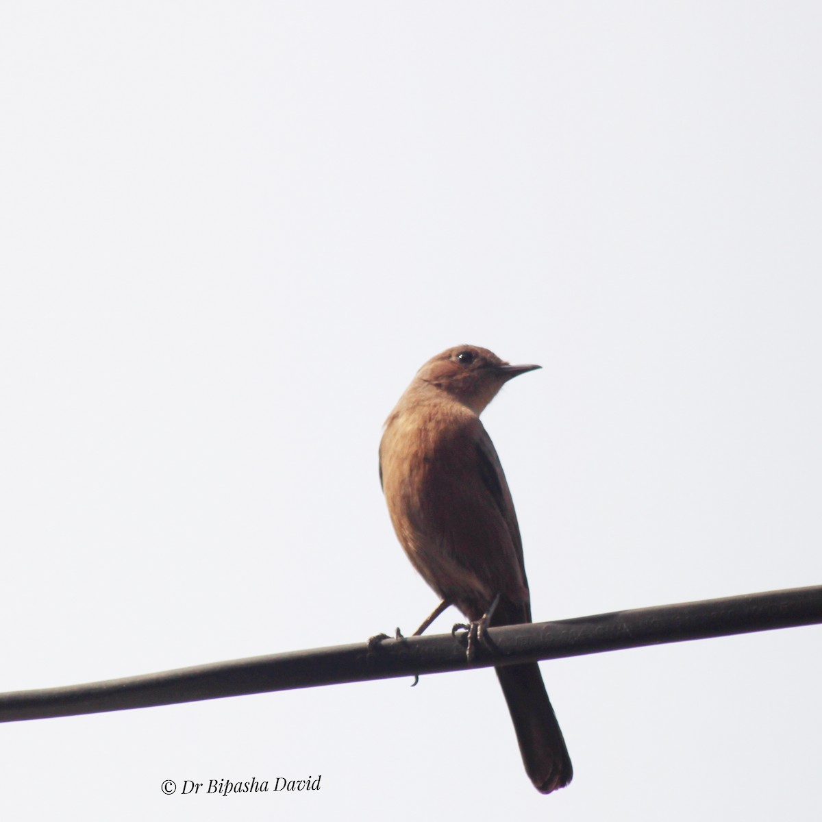 Brown Rock Chat - ML645879234