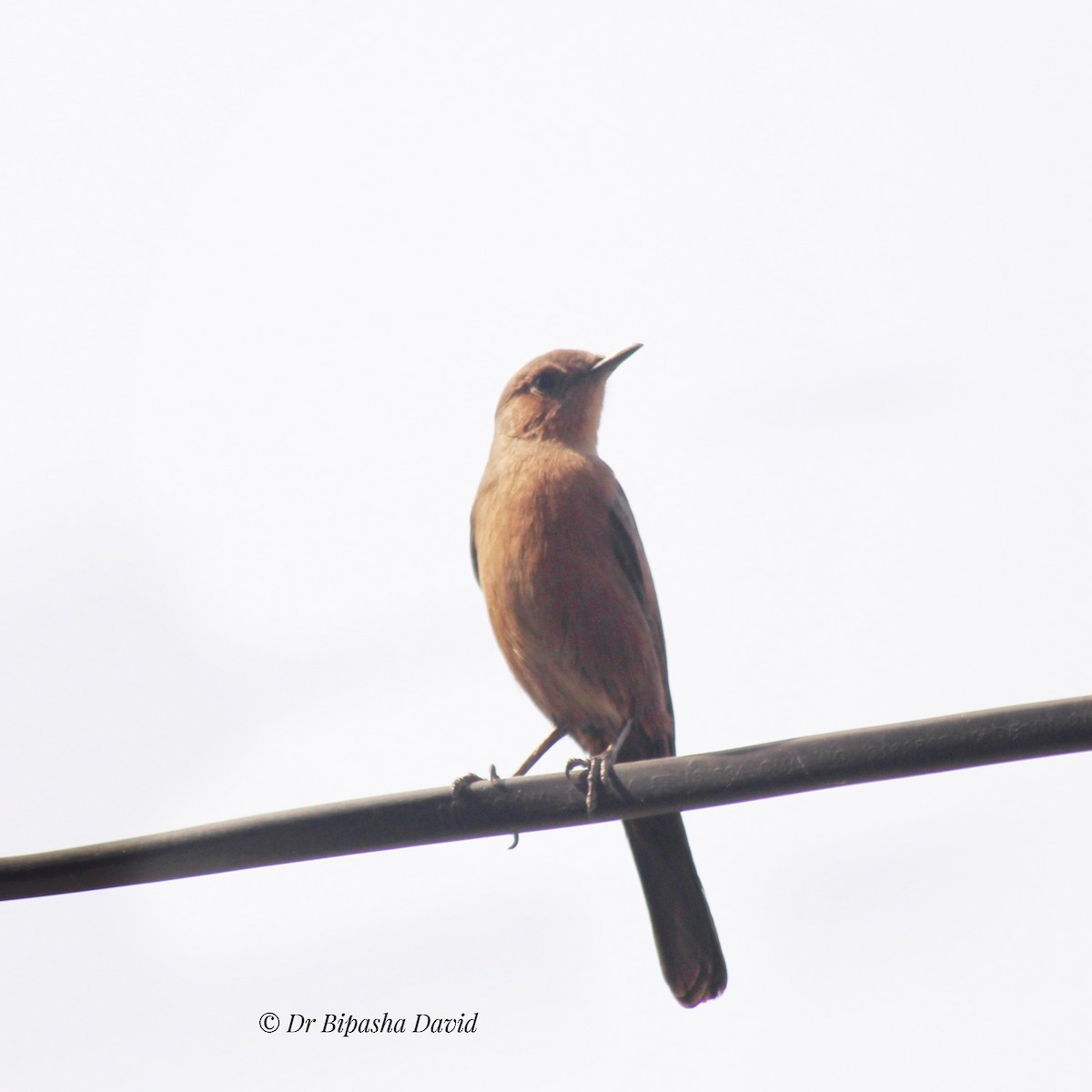 Brown Rock Chat - ML645879235
