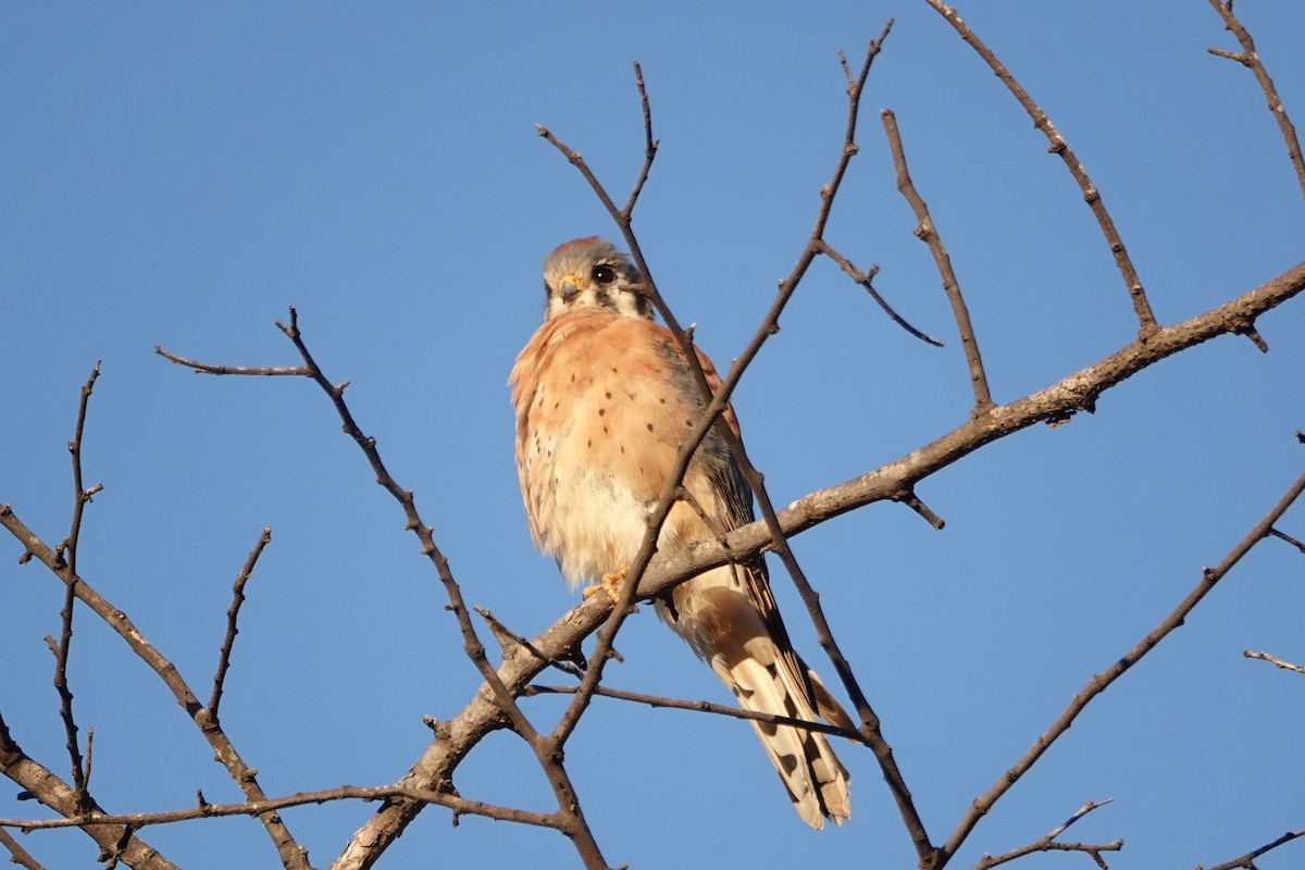 American Kestrel - ML645879236