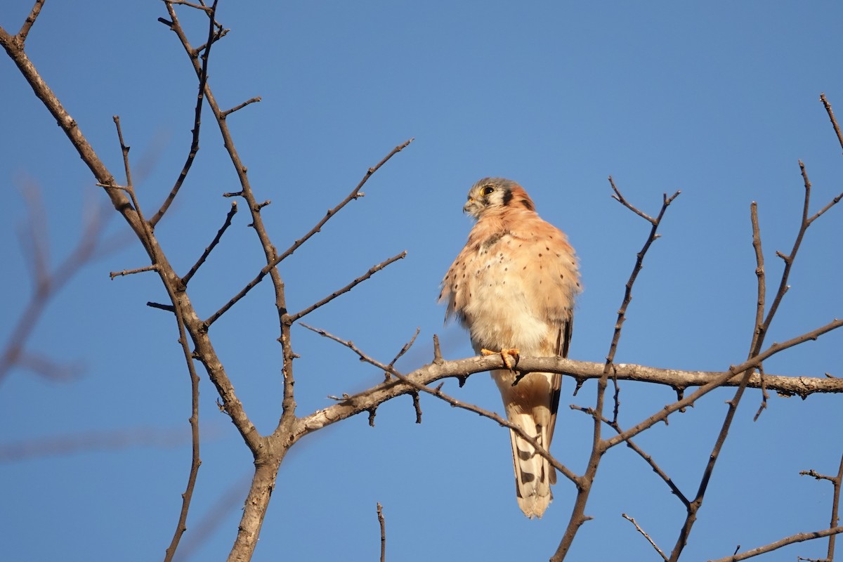 American Kestrel - ML645879237