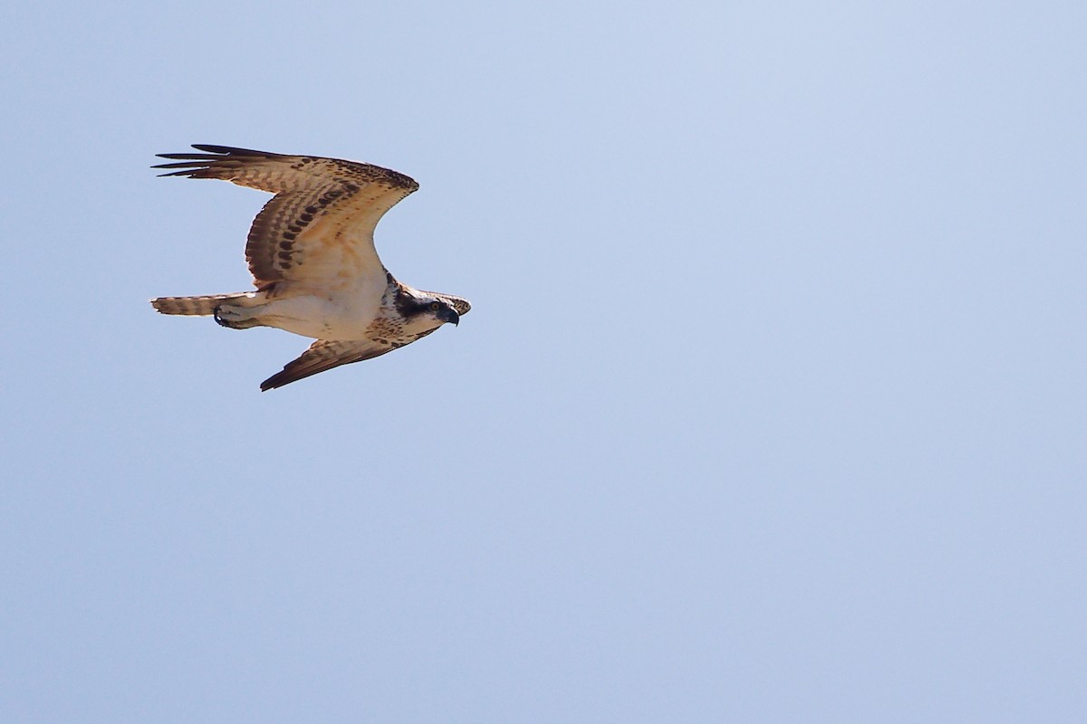 Osprey - ML645879238