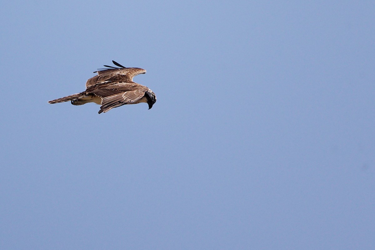 Osprey - ML645879239