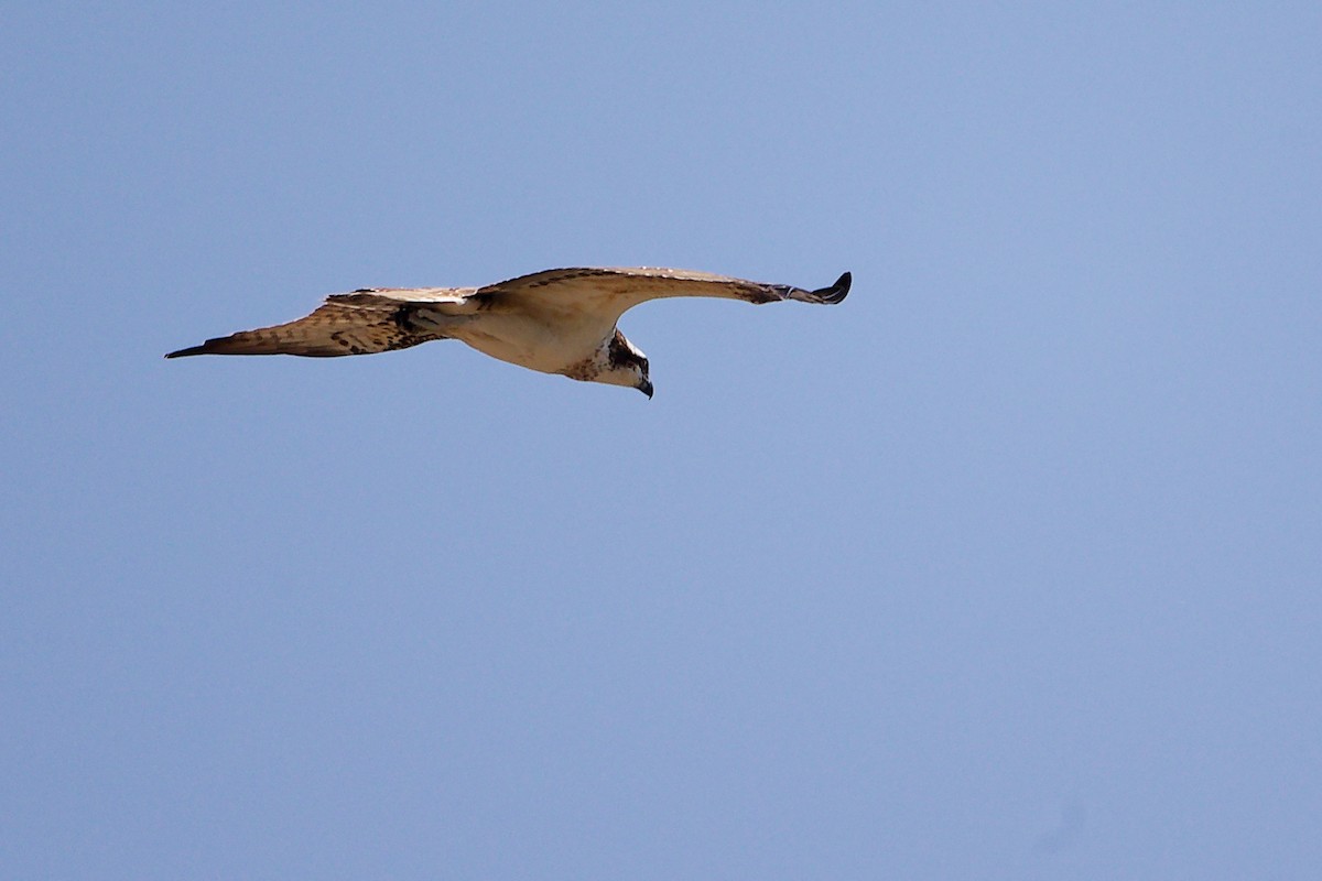 Osprey - ML645879240