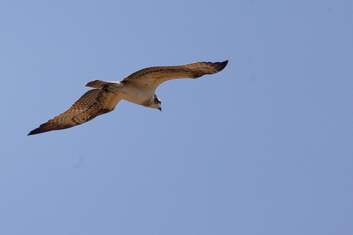 Osprey - ML645879241