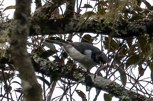 Pygmy Cuckooshrike - ML645879242