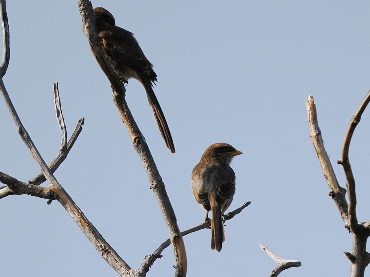 Yellow-billed Shrike - ML645879243