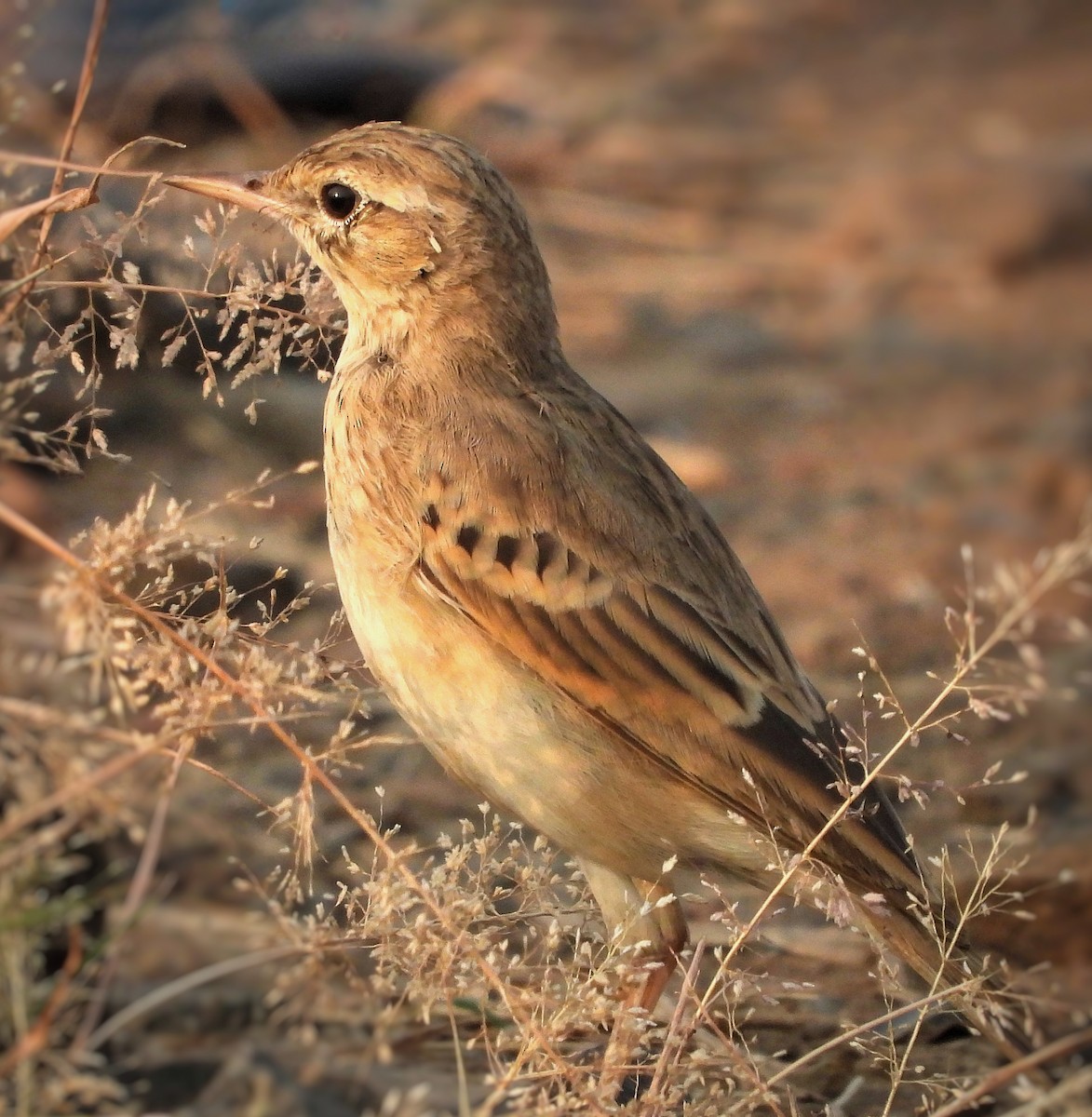 Tawny Pipit - ML645879246
