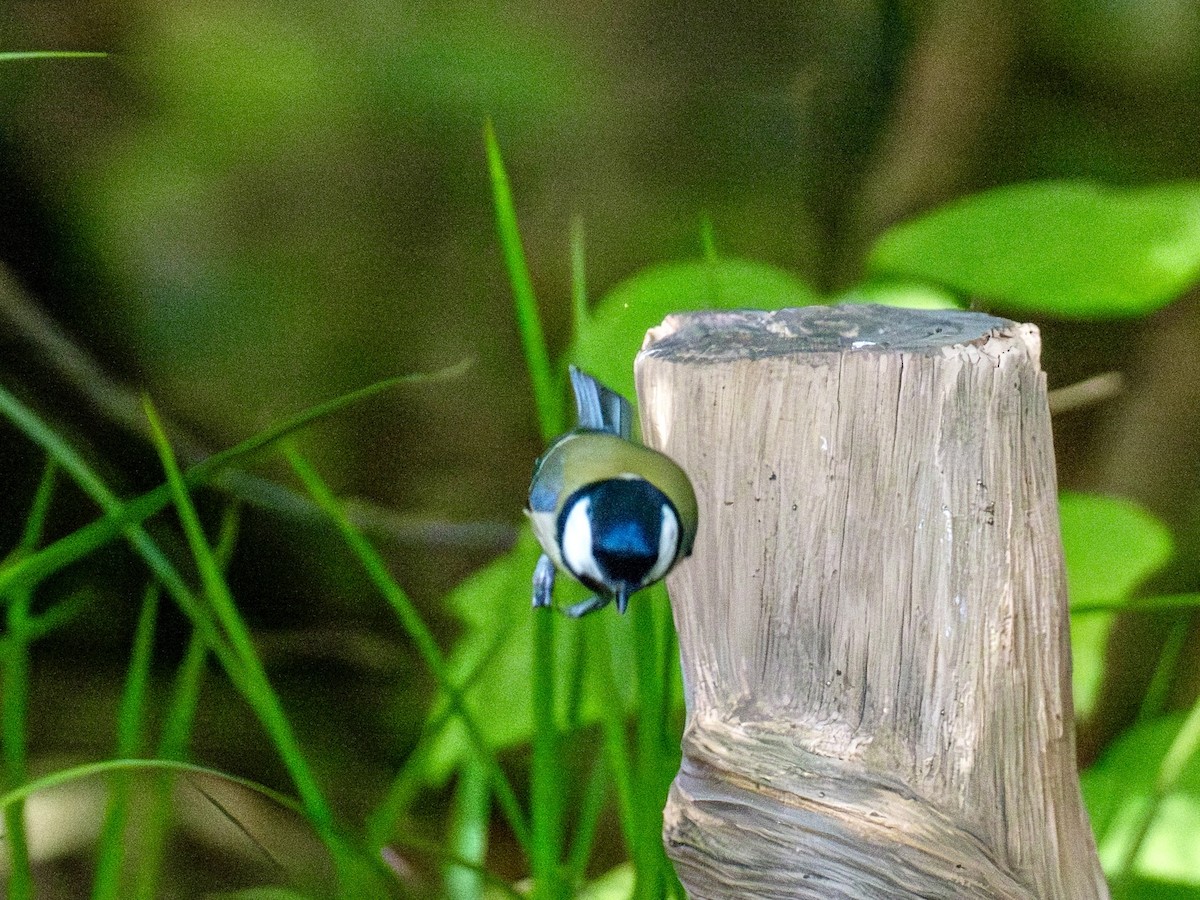 Asian Tit - ML645879247