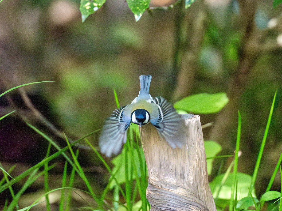Asian Tit - ML645879248