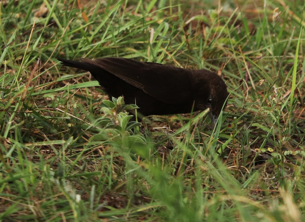 Northern Anteater-Chat - ML645879249