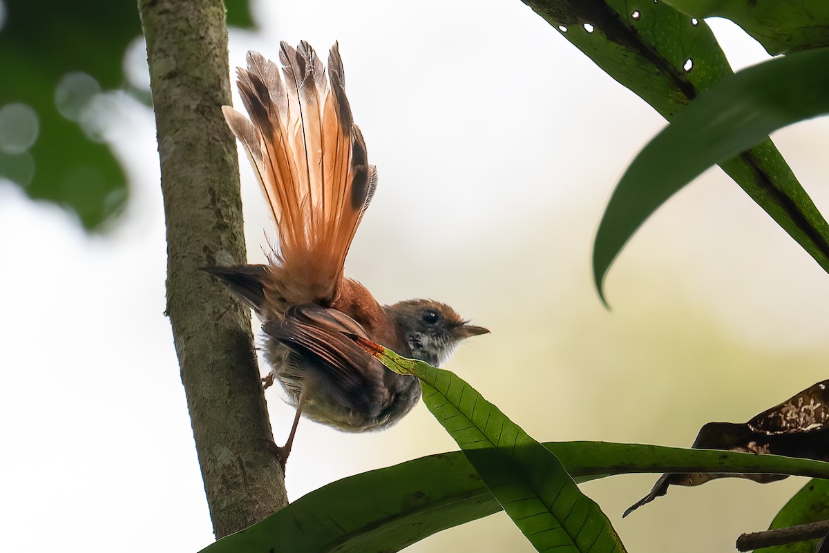 Sulawesi Fantail - ML645879250