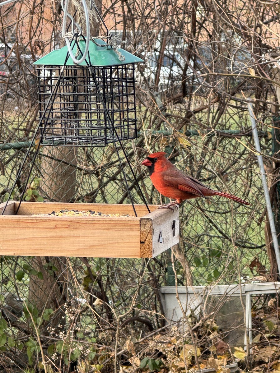 Northern Cardinal - ML645879251