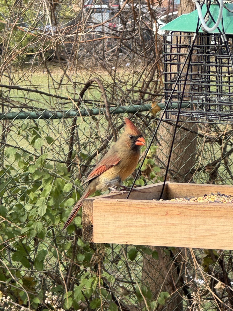 Northern Cardinal - ML645879252