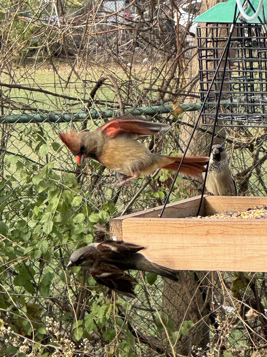 Northern Cardinal - ML645879253
