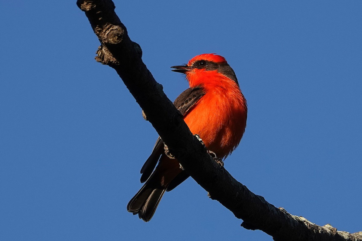 Vermilion Flycatcher - ML645879254