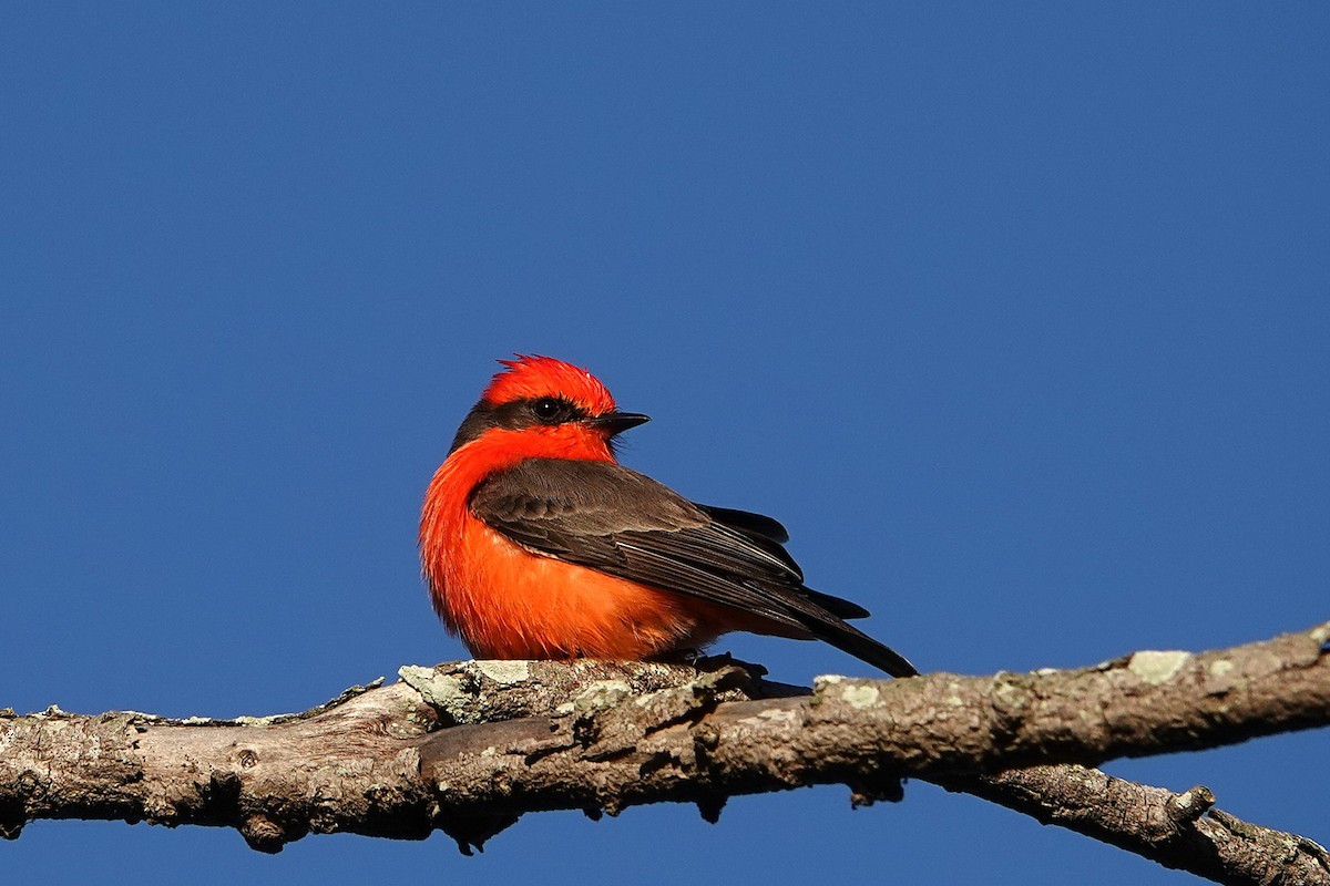 Vermilion Flycatcher - ML645879255