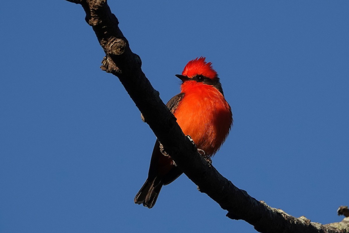 Vermilion Flycatcher - ML645879256