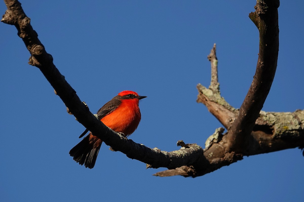 Vermilion Flycatcher - ML645879257