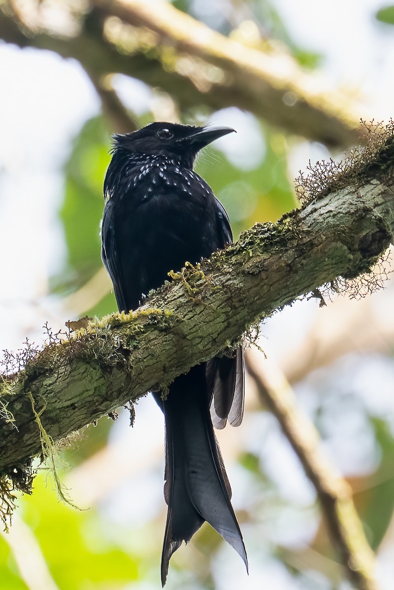 Sulawesi Drongo - ML645879258