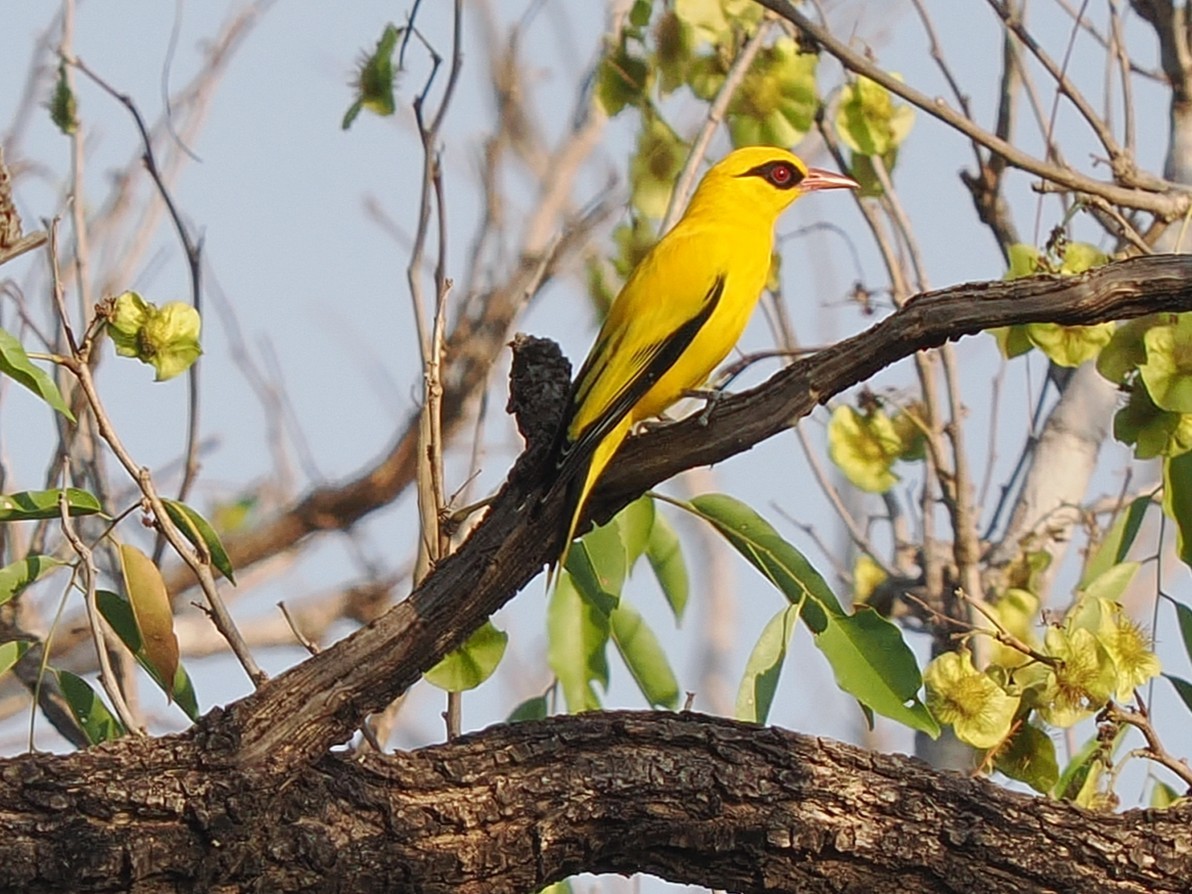 African Golden Oriole - ML645879259