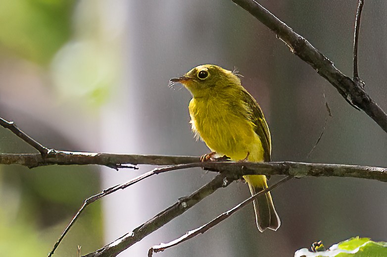 Citrine Canary-Flycatcher - ML645879260