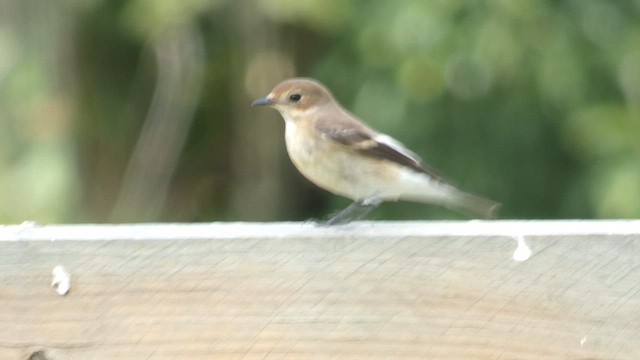 European Pied Flycatcher - ML645879268